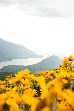 Yellow Flowers With Hill Sceneの写真素材