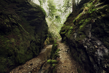 Rock Stream Gully In Forestの写真素材