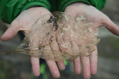 Transparent Leaf On Upturned Palms