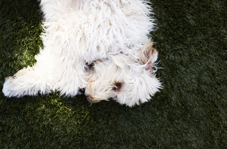 White Shaggy Dog Lying On Green Grassの写真素材