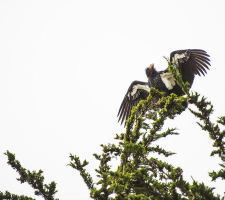 Low Angle View Of California Condor (Gymnogyps Californianus) Perched On Tree Branch, Garrapata Sate Park, California, Usaの写真素材