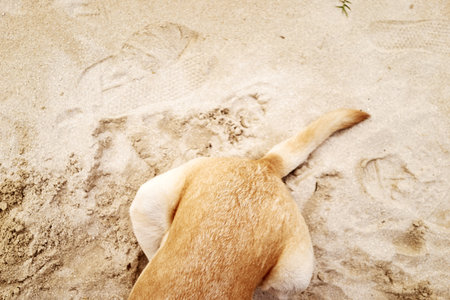Partially Obscured Dog On Sandの写真素材