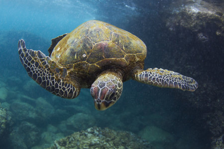 Underwater View Of Turtle Swimming In Ocean, Hawaii, Usa