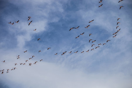 Flock Of Birds In Flight, Cagliari, Sardinia, Italyの写真素材