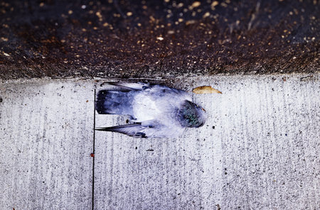 Pigeon On Pavementの写真素材