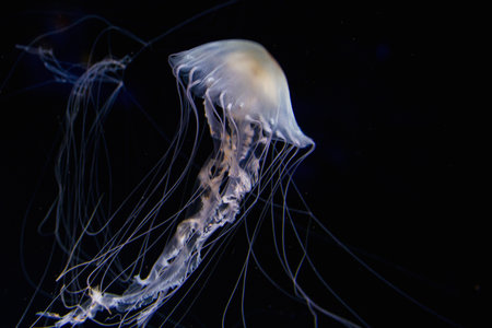 Dark Underwater View Of Glowing Jellyfish Floating In Seaの写真素材