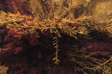 Red And Brown New Zealand Seaweeds, Intertidal Zone, Poor Knights Island Marine Reserve, New Zealandの写真素材