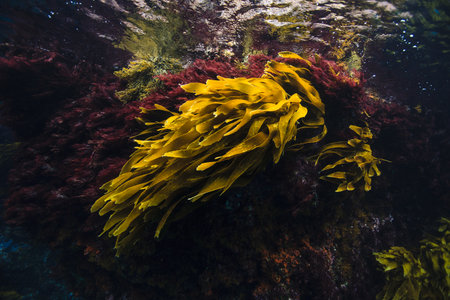 Red And Brown New Zealand Seaweeds, Intertidal Zone, Poor Knights Island Marine Reserve, New Zealandの写真素材