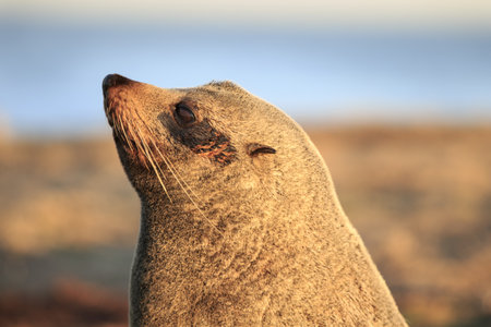 Southern Fur Seal (Arctocephalus Forsteri), Katiki Point, Moeraki, New Zealandの写真素材