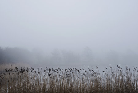 Misty Countryside Landscapeの写真素材