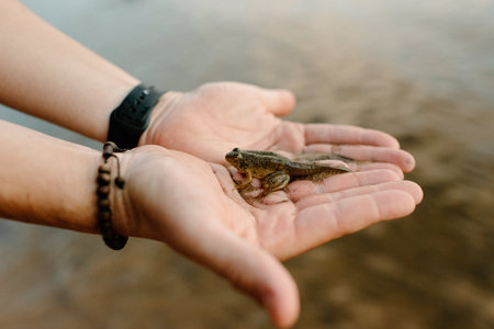 Canada, Yukon, Whitehorse, Close-up of mans hand holding frogの写真素材
