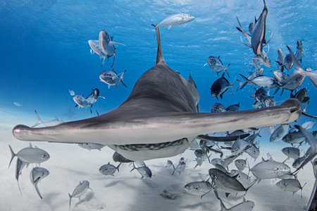 Bahamas, Hammerhead shark and school of fish swimming in seaの写真素材