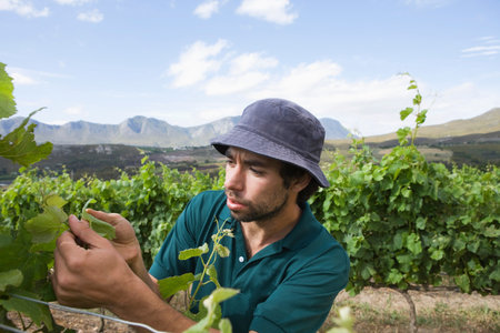 Winegrower. Man looking at the plant