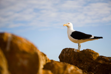 Seagull standing on rockの写真素材