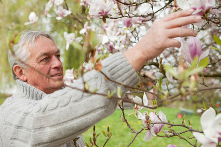 Older man examining magnolias on treeの写真素材