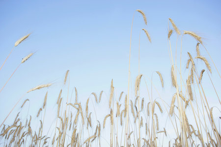 Wheat stalks against blue sky