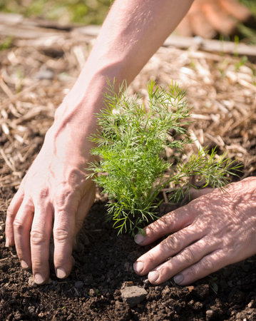 Hands planting tree in soilの写真素材