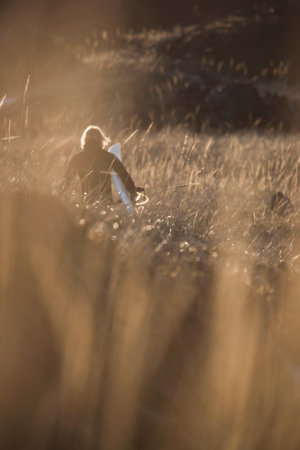 Surfer carrying board through wheat fieldの写真素材