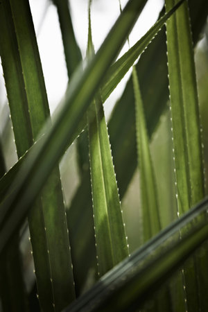 Close up of green stalksの写真素材