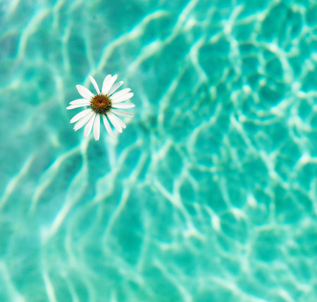 Flower floating in swimming poolの写真素材