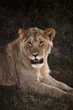 Lion laying in grassの写真素材