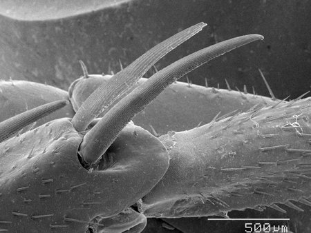Magnified view of cockroach leg spurs