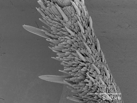 Magnified view of hawk moth leg