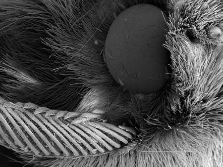 Magnified view of moth headの写真素材