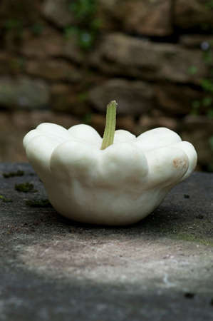 Close up of white gourd on table