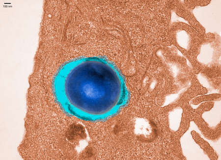 Transmission electron micrograph of Staphylococcusの写真素材