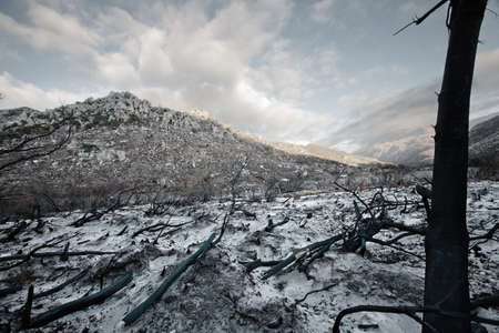 Bare trees and rocks in snowy fieldの写真素材
