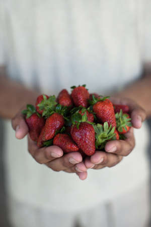 Close up of hands holding strawberries
