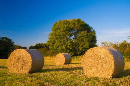 Haybales rolled in field of grassの写真素材