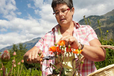 Woman trimming flowers in garden