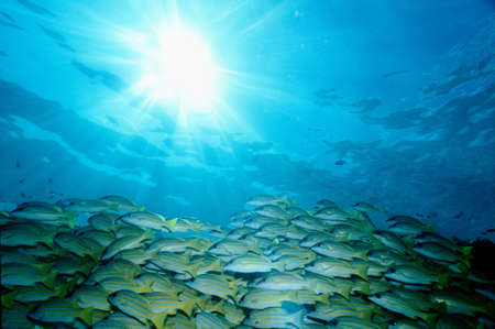 School of fish swimming underwater