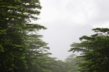 Treetops against grey skyの写真素材