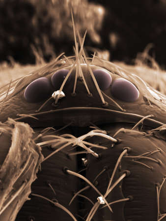 SEM image of spider eyes