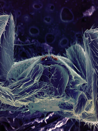SEM image of spider