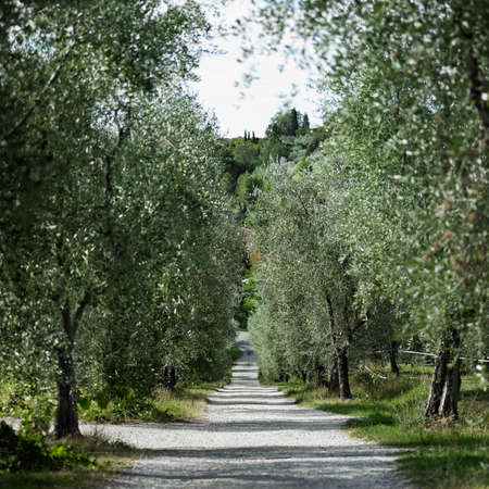 Tree-lined dirt road in rural landscapeの写真素材