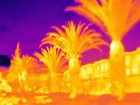 Thermal image of palm treesの写真素材