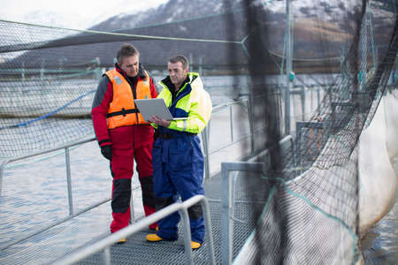 Workers using laptop at salmon farm
