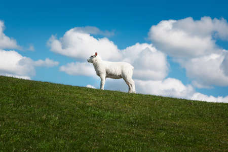 One sheep in fieldの写真素材