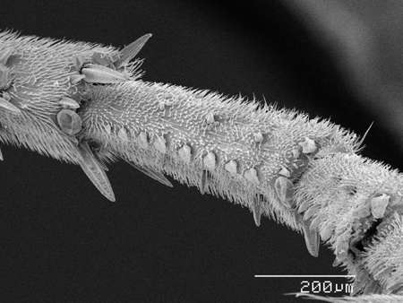 Vespidae wasp leg SEM