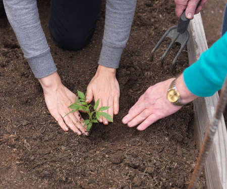 Woman and senior father planting in garden, close upの写真素材