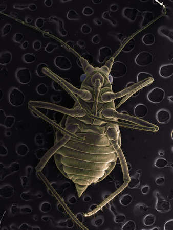 High vacuum SEM image of a plant lice