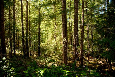 Forest in sunlight