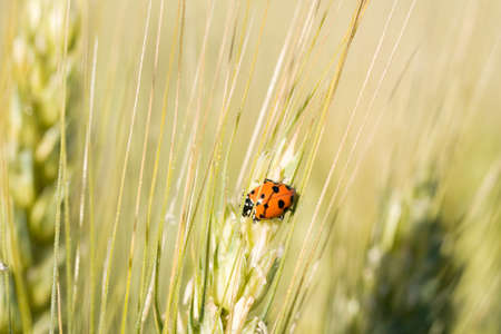 A ladybird on wheatの写真素材