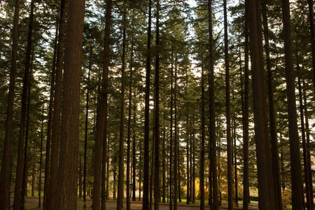 Trees in forestの写真素材