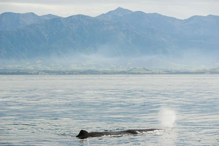 Kaikoura, humpback whale blowingの写真素材