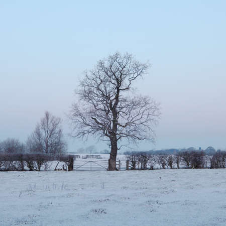 Bare tree in winter field, Woodford, Cheshire, UKの写真素材